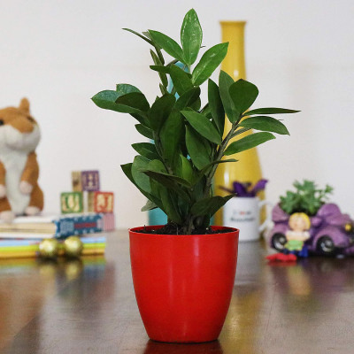 Zz Plant In Red Pot